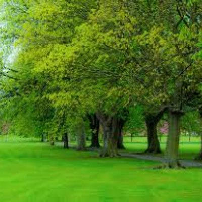 Profile picture of Vrikshas (Trees) Irava