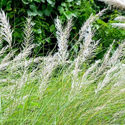 Profile picture of Trinas (Grasses & Straw) Irava