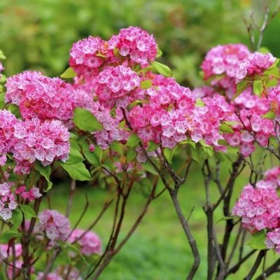 Profile picture of Gulmas (Shrubs & Bushes) Irava