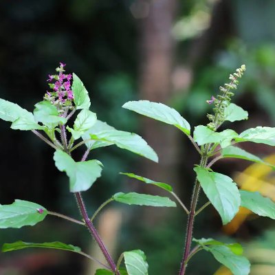 Profile picture of Oshadhis (Herbs & Medicinal Plants) Irava